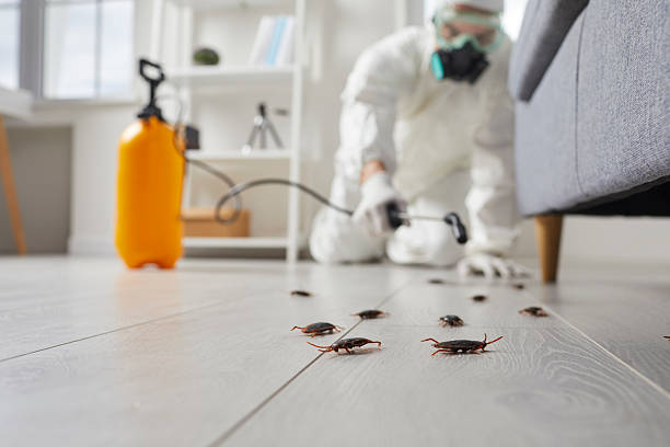 Trusted Cockroach Control service in Santa Monica, CA - Nex Pest Control
